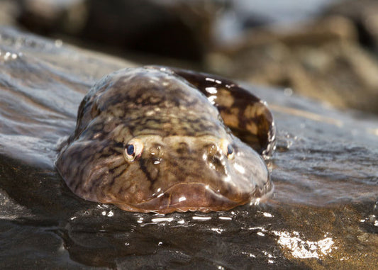 The Northern Clingfish has near super power abilities and is able to hold the force of the 50 pound AquaBLAST punching bag.